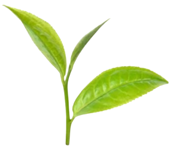 tea img2 removebg preview